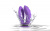 Парный вибромассажер We-Vibe Sync O Light Purple